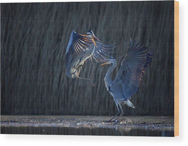 Grey Heron Wood Print featuring the photograph Grey Heron by Phillip Chang