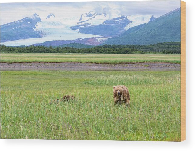 Grizzly Wood Print featuring the photograph Grizzlies and Glaciers by Mark Harrington