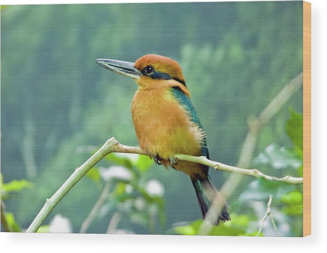 Animal Themes Wood Print featuring the photograph Guam Micronesian Kingfisher by By Ken Ilio