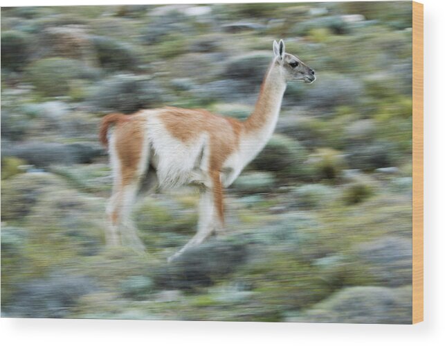 Sebastian Kennerknecht Wood Print featuring the photograph Guanaco On The Run, Patagonia by Sebastian Kennerknecht