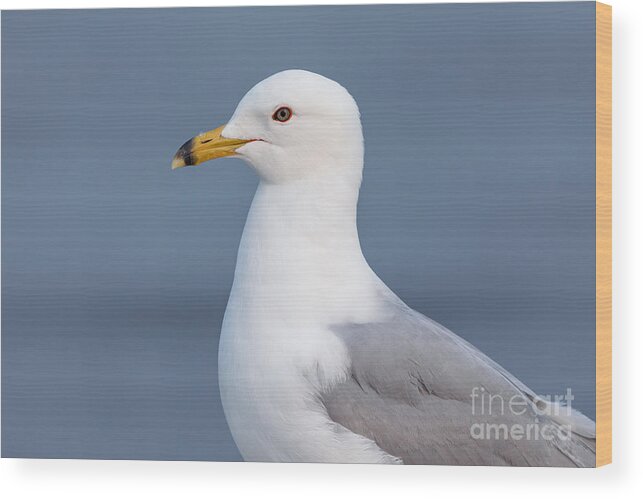 Photography Wood Print featuring the photograph Gull Portrait 1 by Alma Danison