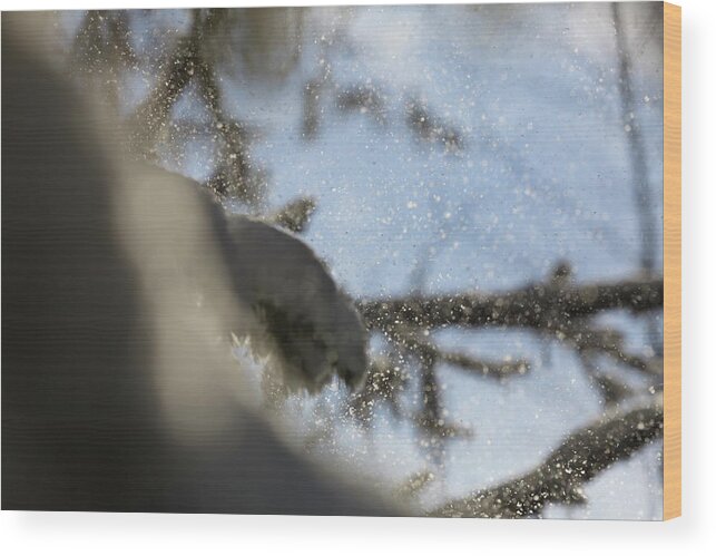 Abstract Wood Print featuring the photograph Gusts of snow are being blown from spruce trees by Intensivelight