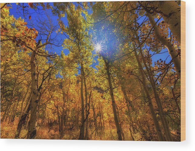 Fall Colors Wood Print featuring the photograph Happy Fall by Tassanee Angiolillo