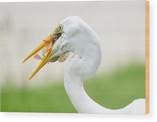 Egret Wood Print featuring the photograph Hard To Swallow by Makoto Hamasaki