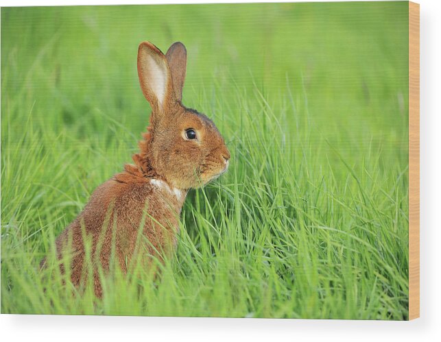 Grass Wood Print featuring the photograph Hare by Raimund Linke