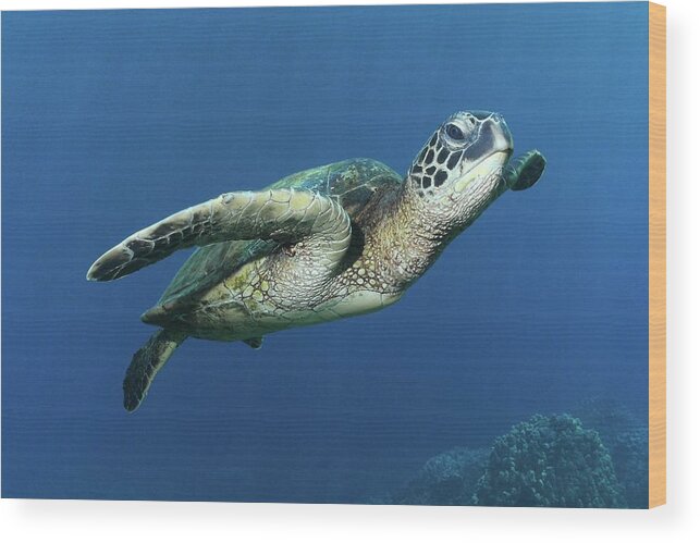 Underwater Wood Print featuring the photograph Hawaiian Green Sea Turtle by Photo By Barry Fackler