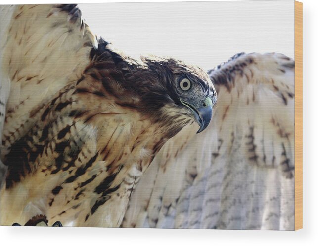 Hawk Wood Print featuring the mixed media Hawk Swoop by Karen Williams