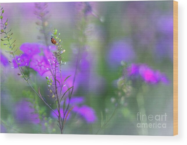 Purple And Lavender Phlox Wood Print featuring the photograph Heartsong In The Meadow by Mary Lou Chmura
