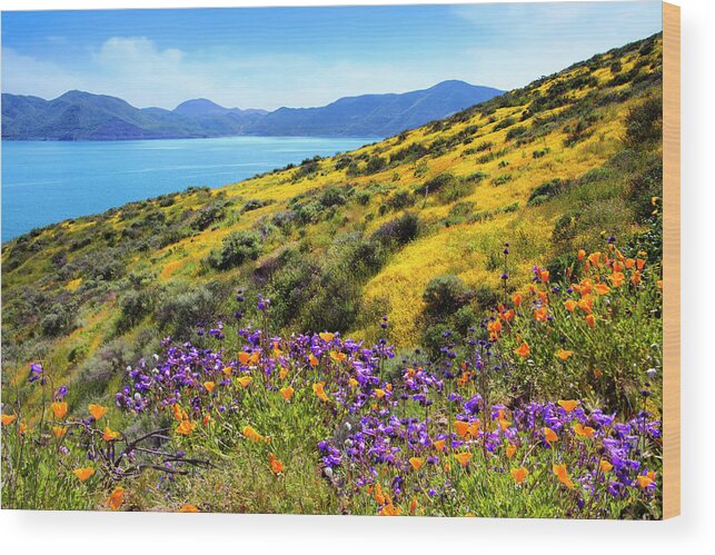 Superbloom Wood Print featuring the photograph Heaven Scent - Superbloom 2019 by Lynn Bauer