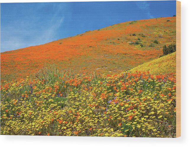 Superbloom Wood Print featuring the photograph Heavenly Wonders of the 2019 Wildflower Superbloom by Lynn Bauer