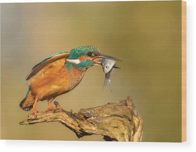 Kingfisher Wood Print featuring the photograph Hebbes by Annie Keizer