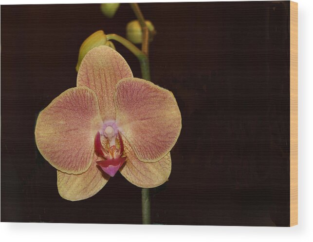 Flower Wood Print featuring the photograph Hello, Orchid by Lin Grosvenor