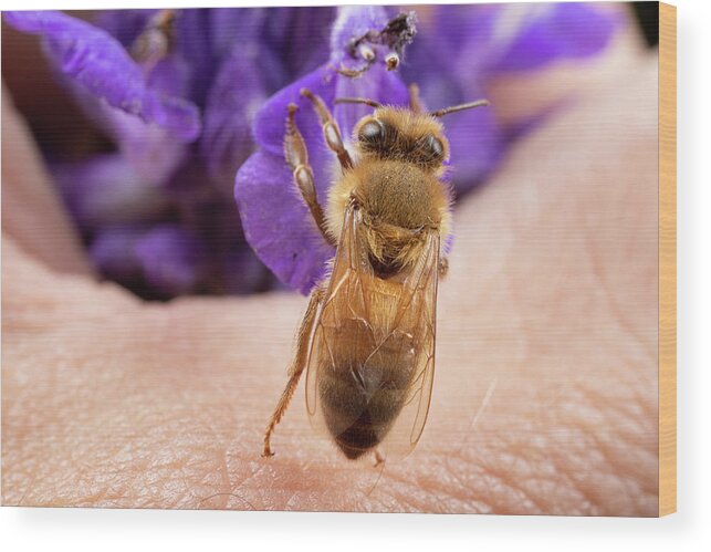 Helping Hand Bee Bees Honey Honeybee Apiary Insect Macro Close-up Closeup Close Up Flower Nature Brian Hale Brianhalephoto Wood Print featuring the photograph Helping Hand by Brian Hale