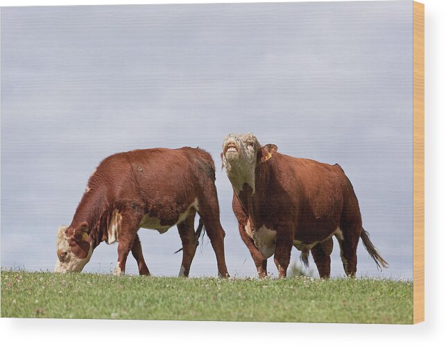 Ranch Wood Print featuring the photograph Hereford Cow & Bull by Emholk