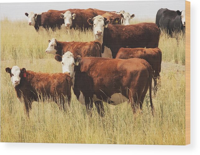 Non-moving Activity Wood Print featuring the photograph Hereford Cow Farm Pasture Livestock by Chuckschugphotography