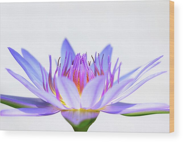 Flowerbed Wood Print featuring the photograph Hi-key Lotus by Pailoolom
