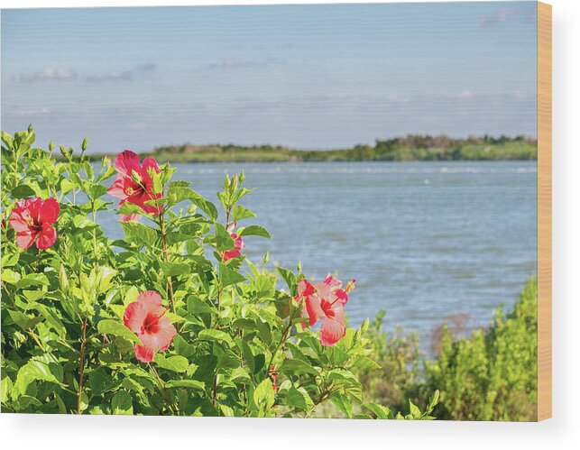 Hibiscus Wood Print featuring the photograph Hibiscus at Seminole Rest by Mary Ann Artz