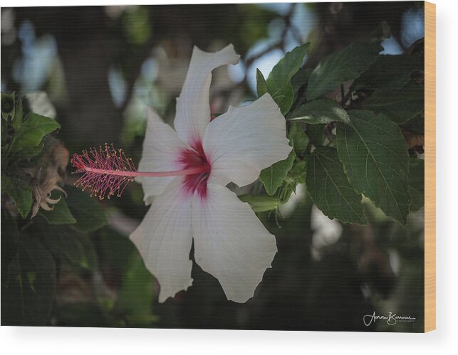 Flower Wood Print featuring the photograph Hibiscus Light by Aaron Burrows
