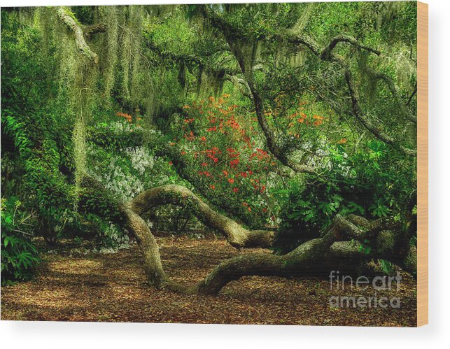 Scenic Wood Print featuring the photograph Hidden Under The Old Oak Tree by Kathy Baccari