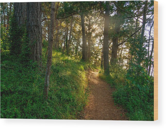 Hillside Path Wood Print featuring the photograph Hillside Path by Derek Dean