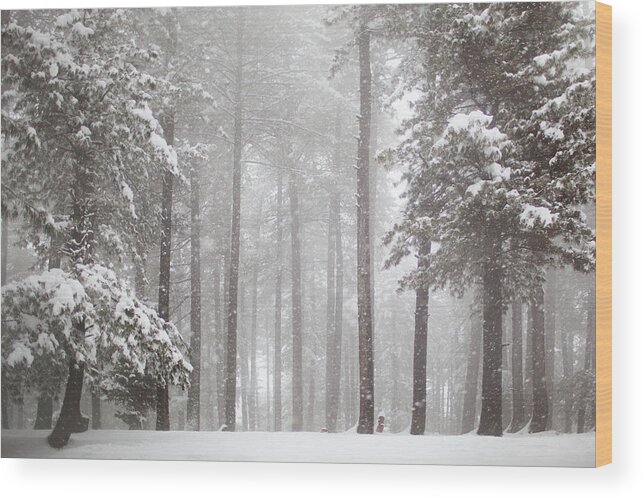 Himalayas Wood Print featuring the photograph Himalayas Pine Forest In Snowfall by Piskunov