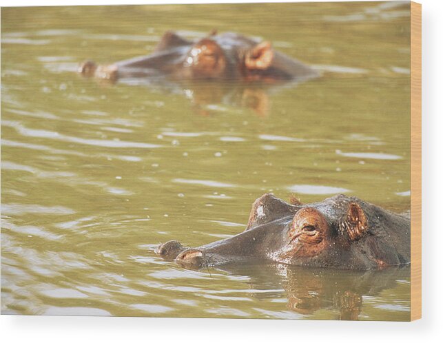 Kenya Wood Print featuring the photograph Hippos Bathing by James Warwick
