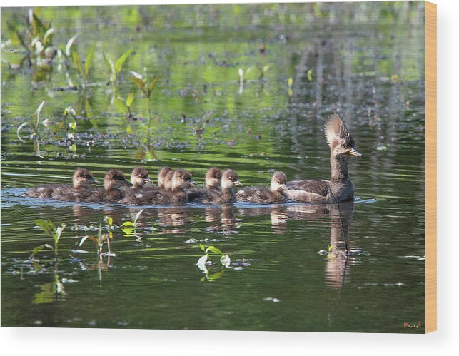 Nature Wood Print featuring the photograph Hooded Merganser and Her Ducklings DWF0202 by Gerry Gantt
