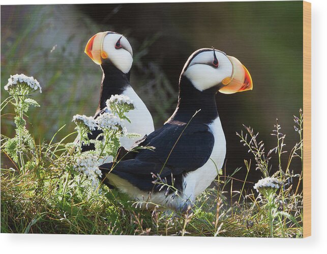 Vertebrate Wood Print featuring the photograph Horned Puffins, Lake Clark National by Mint Images/ Art Wolfe