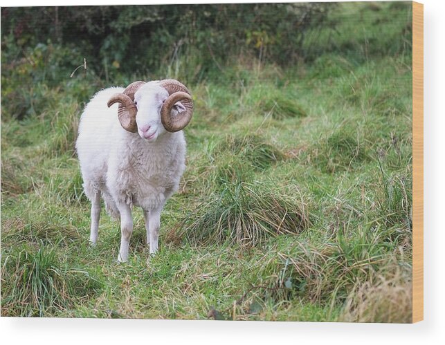 Horned Wood Print featuring the photograph Horned Ram by Peter Chadwick Lrps