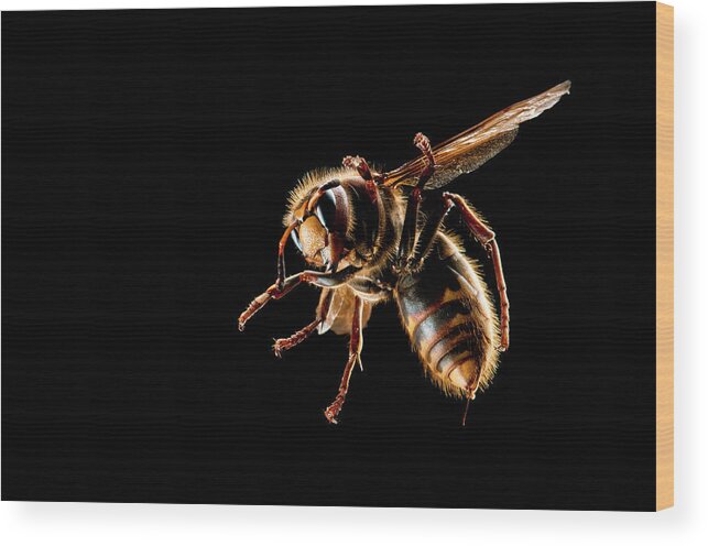 Hornet Wood Print featuring the photograph Hornet Action by Kristoffer Jonsson