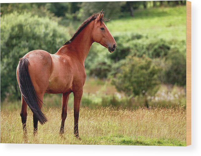 Horse Wood Print featuring the photograph Horse in meadow by Grant Glendinning