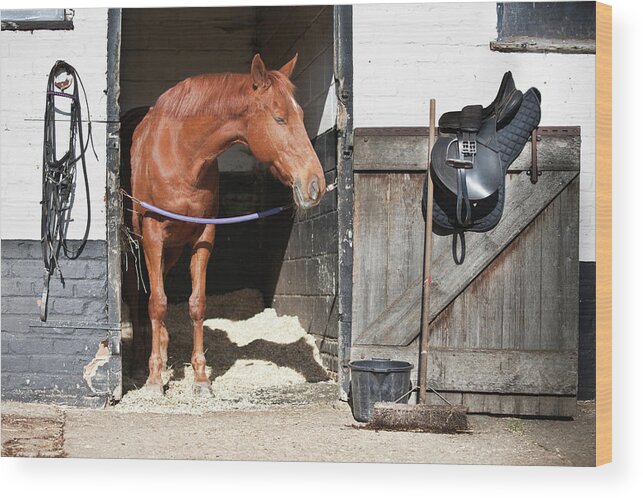 Horse Wood Print featuring the photograph Horse In Stable by Edenexposed