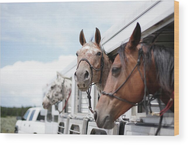 Horse Wood Print featuring the photograph Horses In Trailer by Jhillphotography