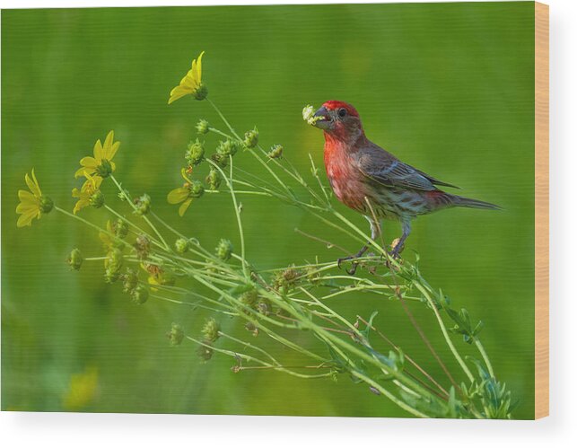 Nature Wood Print featuring the photograph House Finch And Flowers by Mike He