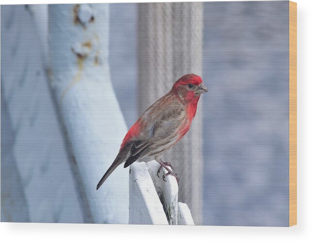 Finch Wood Print featuring the photograph House Finch on the U.S.S. Wisconsin by Nicole Lloyd