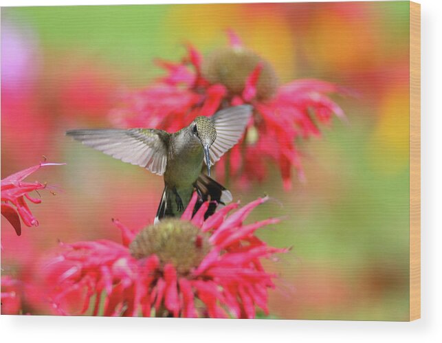 Hummingbird Wood Print featuring the photograph Hummingbird And Bee Balm 5 by Brook Burling