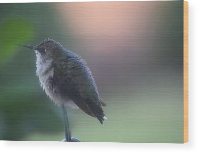 Hummingbird At Rest Wood Print featuring the photograph Hummingbird at Rest by Debra Grace Addison