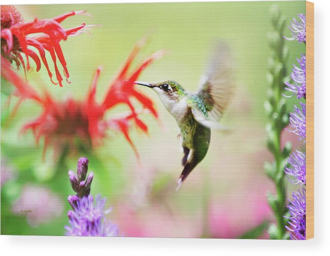 Hummingbirds Wood Print featuring the photograph Hummingbird Fancy by Christina Rollo