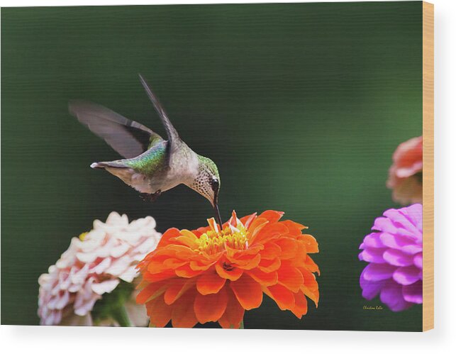 Hummingbird Wood Print featuring the photograph Hummingbird in Flight with Orange Zinnia Flower by Christina Rollo