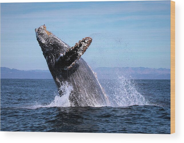 California Wood Print featuring the photograph Humpback Breaching - 01 by Cheryl Strahl