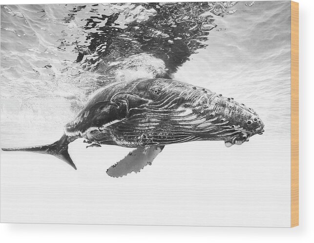Whale Wood Print featuring the photograph Humpback Whale Calf by Barathieu Gabriel