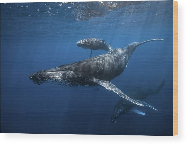 Whale Wood Print featuring the photograph Humpback Whale Family's by Barathieu Gabriel