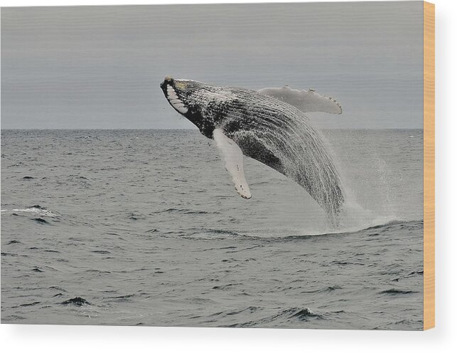 Animal Themes Wood Print featuring the photograph Humpback Whale Surfacing 2 by Chan Hawkins Photography