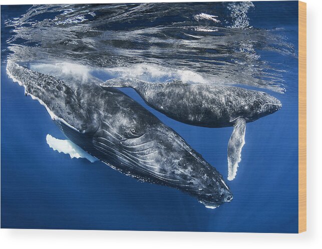 Underwater Wood Print featuring the photograph Humphback Whale And Calf, Reunion Island by Cdric Pneau
