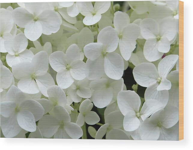 Petal Wood Print featuring the photograph Hydrangea - White by Bikec