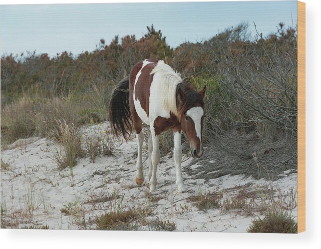 Wild Pony Wood Print featuring the photograph I See You by Liz Albro