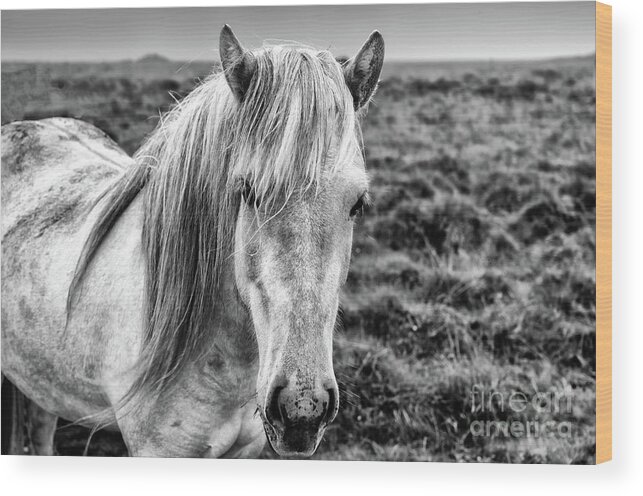 Icelandic Horse Wood Print featuring the photograph Iceland White Horse by M G Whittingham
