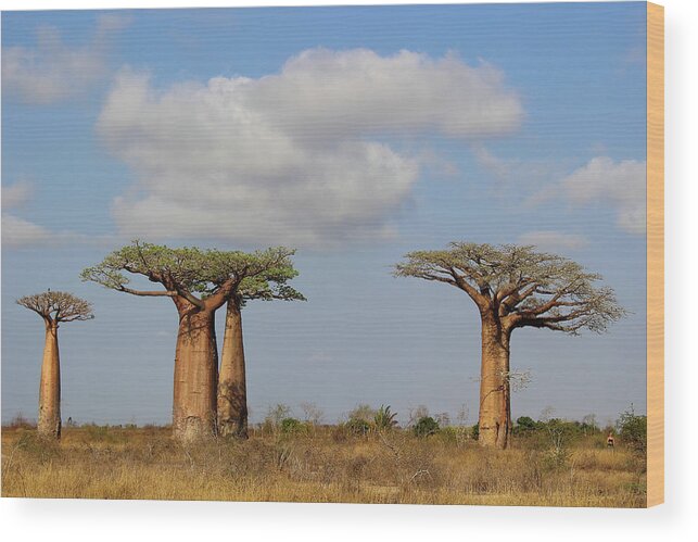  Wood Print featuring the photograph Baobab Trees in Madagascar by Eric Pengelly