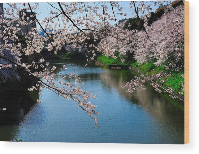 Scenics Wood Print featuring the photograph In Full Blossom by I Love Photo And Apple.