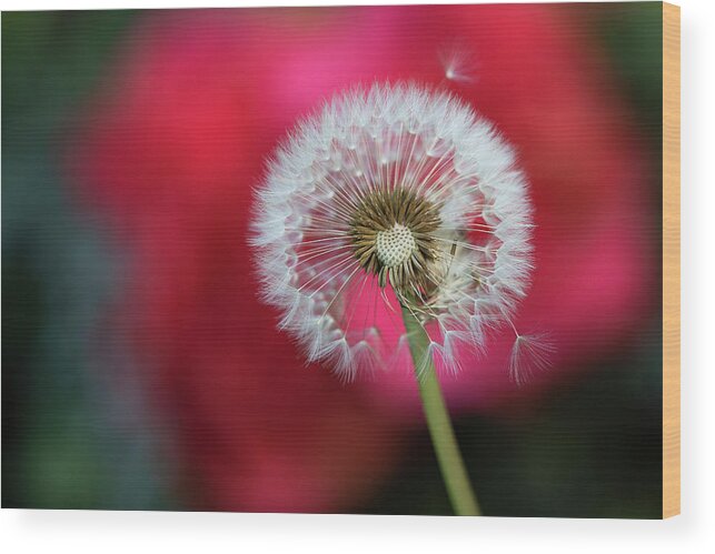 Dandelion Wood Print featuring the photograph In Good Company by Vanessa Thomas